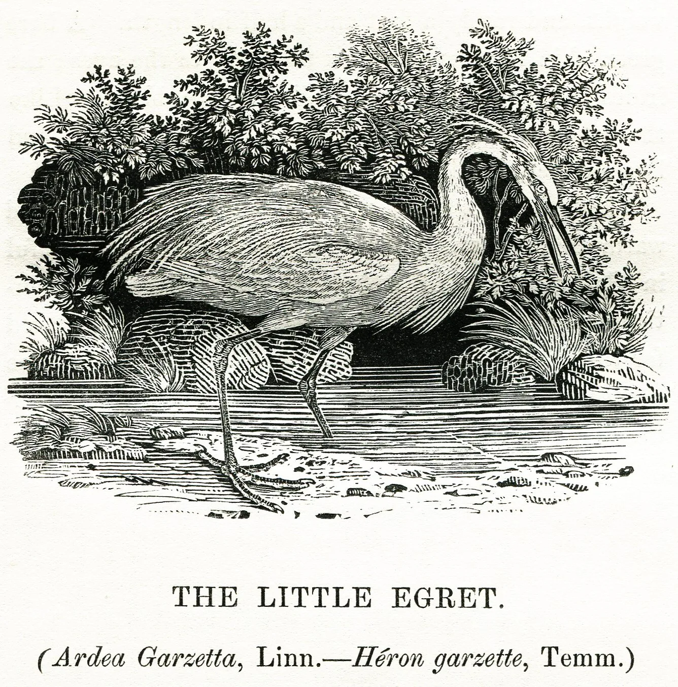 Thomas Bewick, The Little Egret, 1804