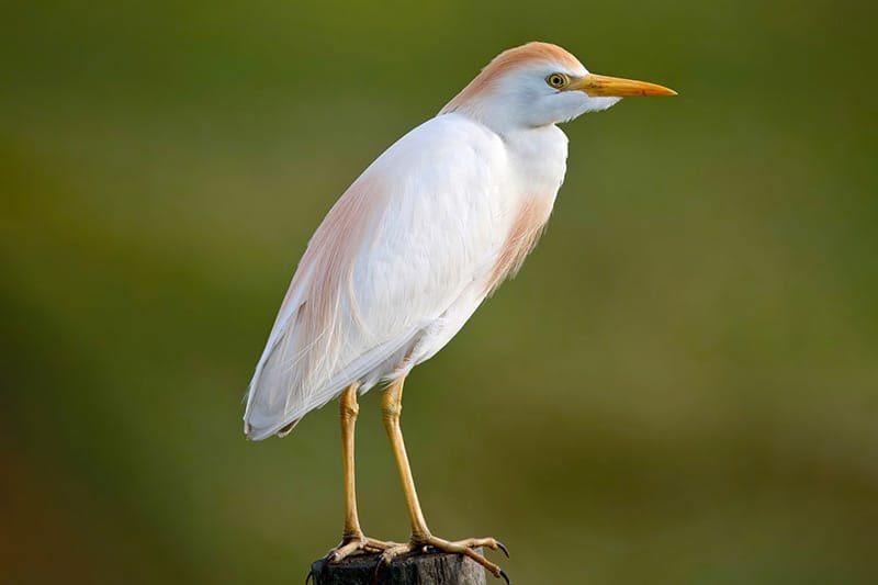 Western Cattle Egret (Bubulcus ibis)
