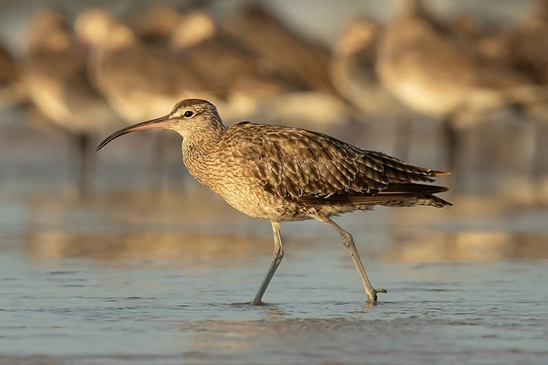 Whimbrel (Numenius phaeopus)