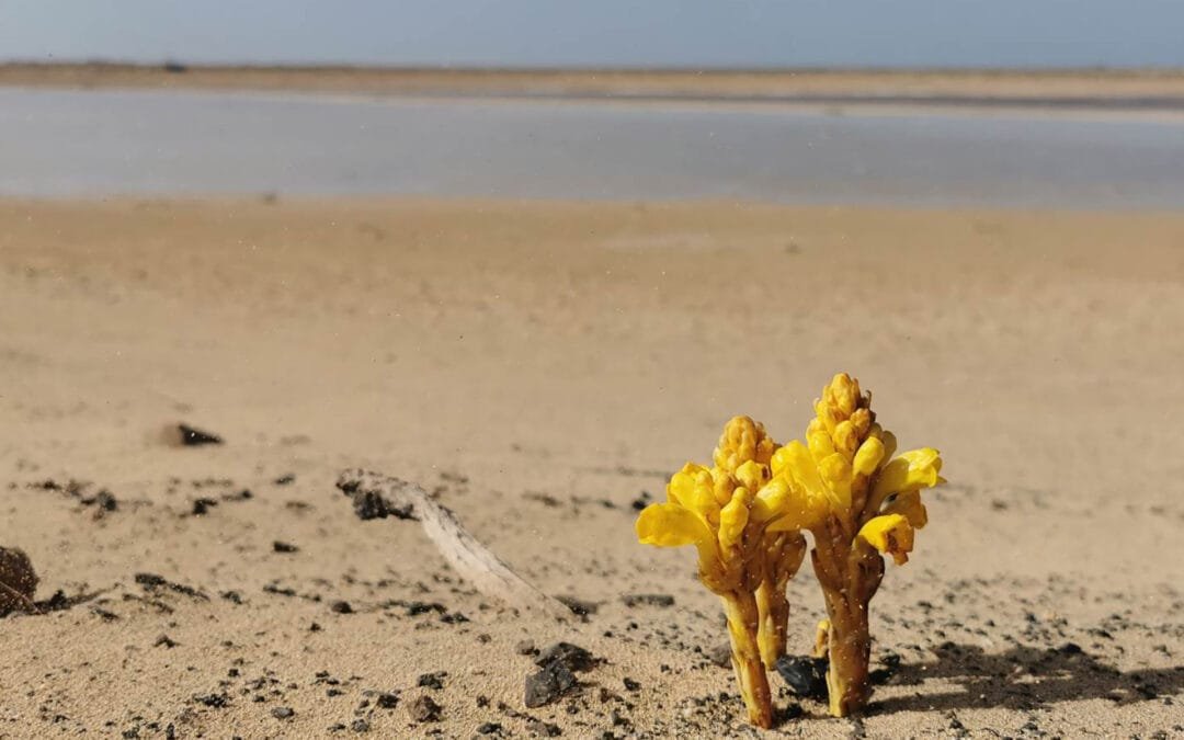 Yellow Desert Hyacinth: the Strange and Beautiful Alien