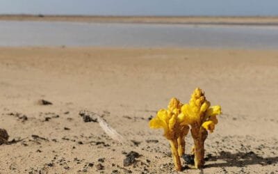 Yellow Desert Hyacinth: the Strange and Beautiful Alien