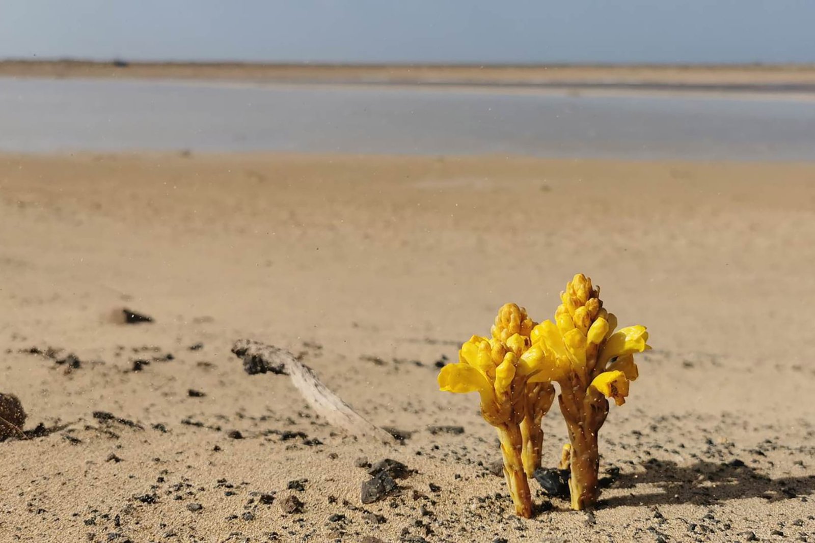 Yellow desert flower, Sal, Cape Verde Yellow desert flower, Sal, Cape Verde
