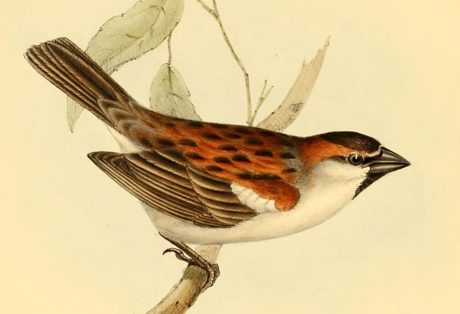 Illustration of a male Iago Sparrow (Passer iagoensis) by John Gould in The Zoology of the Voyage of H.M.S. Beagle (part 3) by Charles Darwin, John Gould, and others. Illustration of a male Iago Sparrow (Passer iagoensis) by John Gould in The Zoology of the Voyage of H.M.S. Beagle (part 3) by Charles Darwin, John Gould, and others.