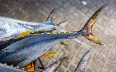 Six Types of Tuna in Cape Verde: Learn Them Now