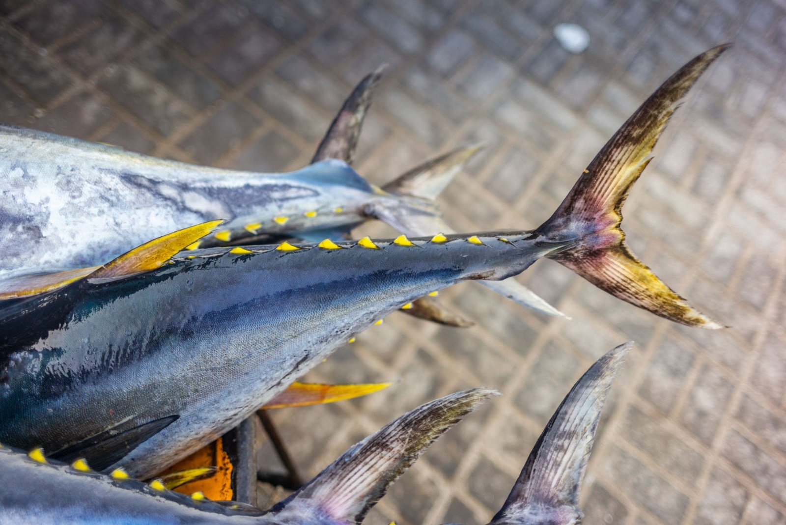 Fresh yellow fin tuna catch at the fish market