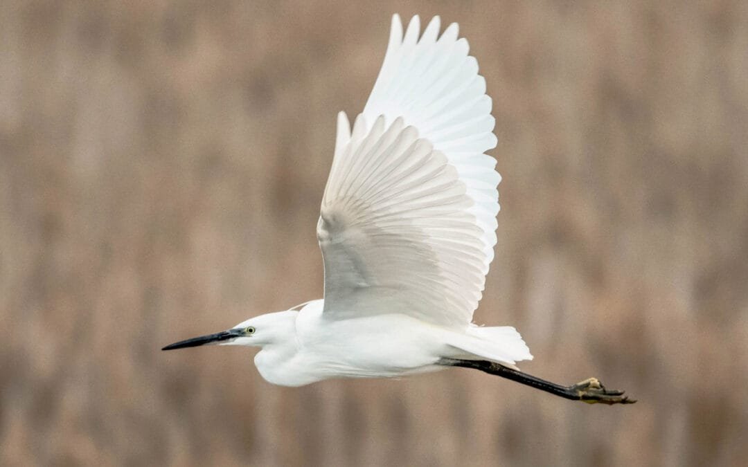 Little Egret: This Amazing White Bird With Long Legs