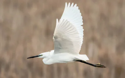 Little egret (Egretta garzetta)