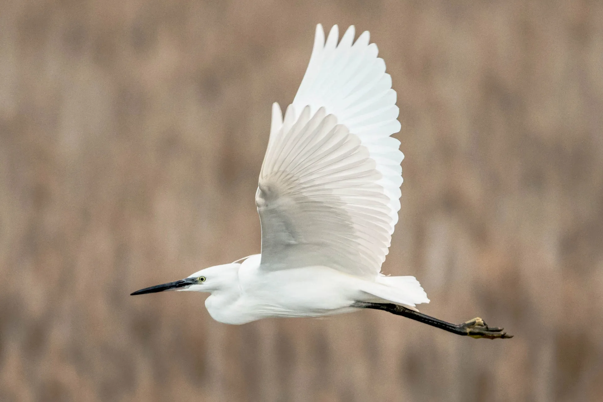 Little egret (Egretta garzetta) Little egret (Egretta garzetta)