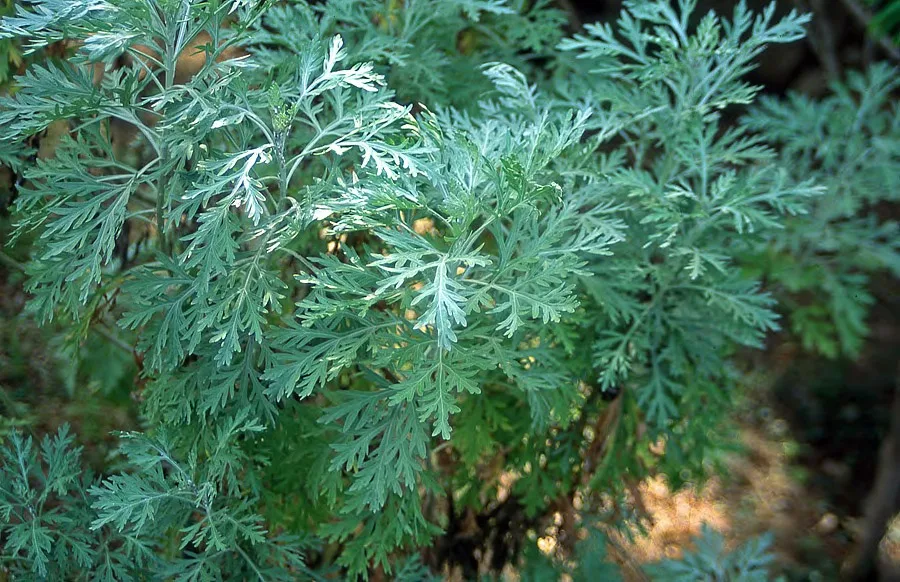 Artemisia gorgonum