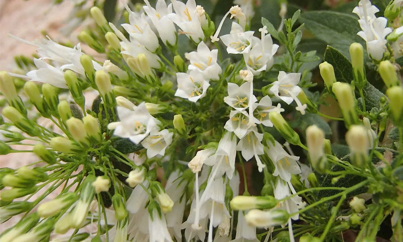 Campanula bravensis Cape Verde White Bellflower