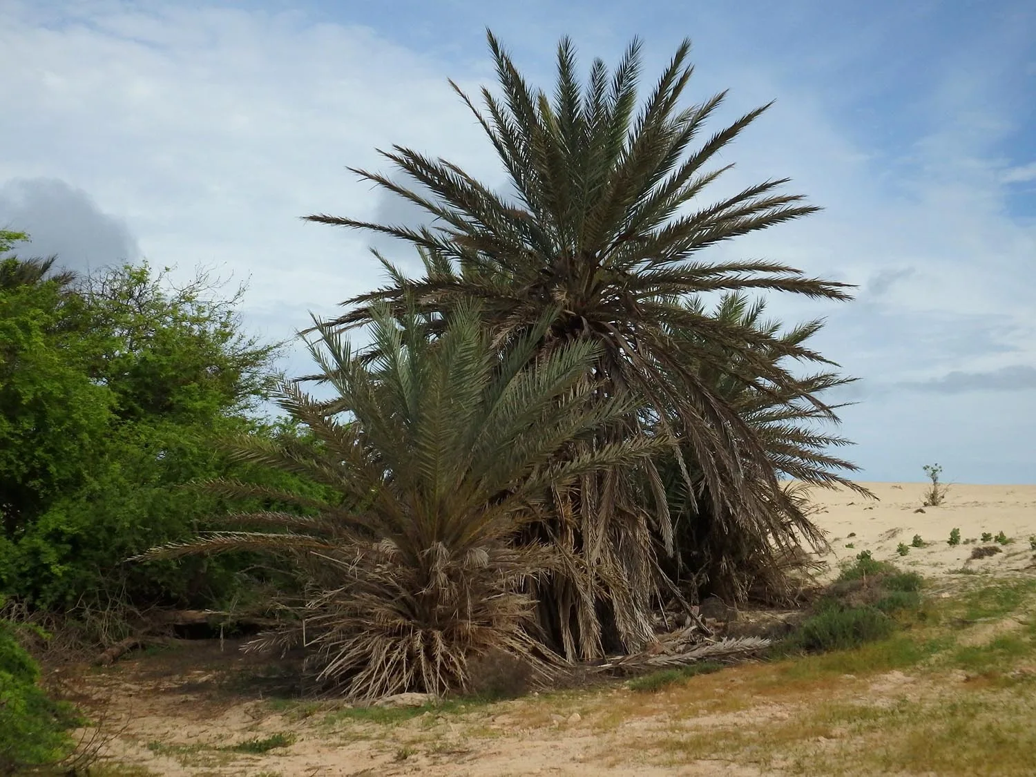 Cape Verde Island Date Palm Phoenix atlantica © Duarte Frade – some rights reserved (CC BY)
