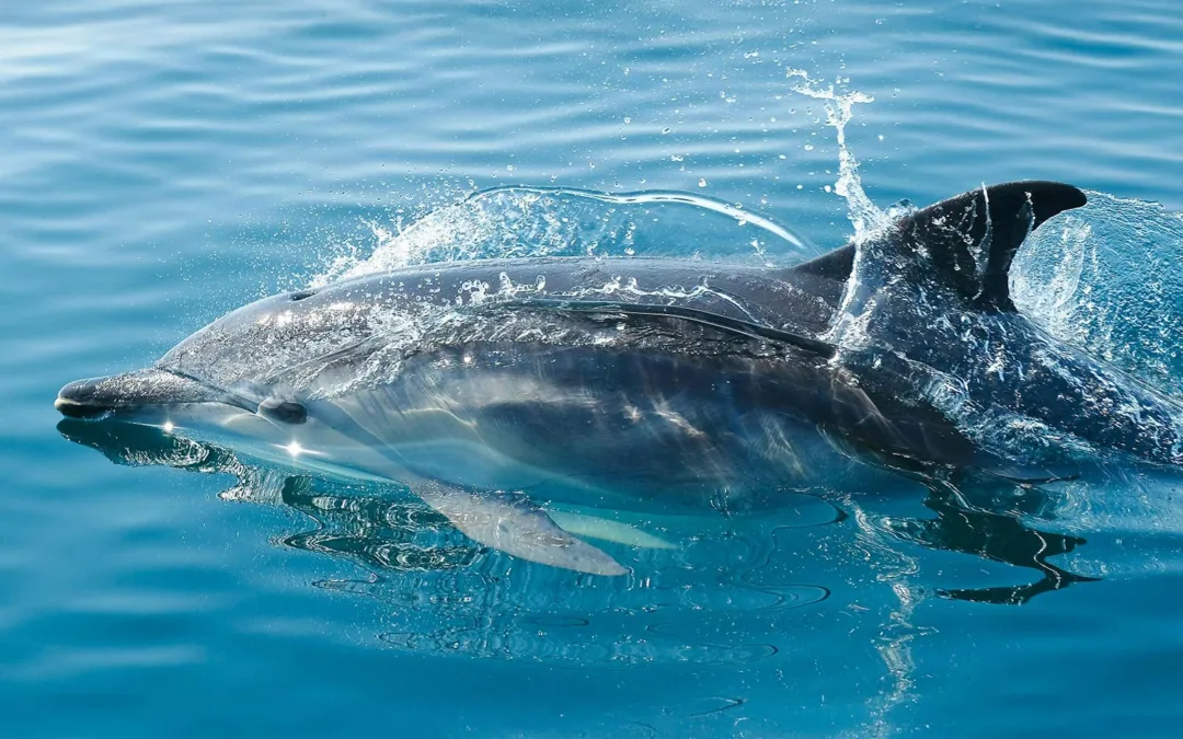 Dolphins: The Wonderful Marine Mammals of Sal Island