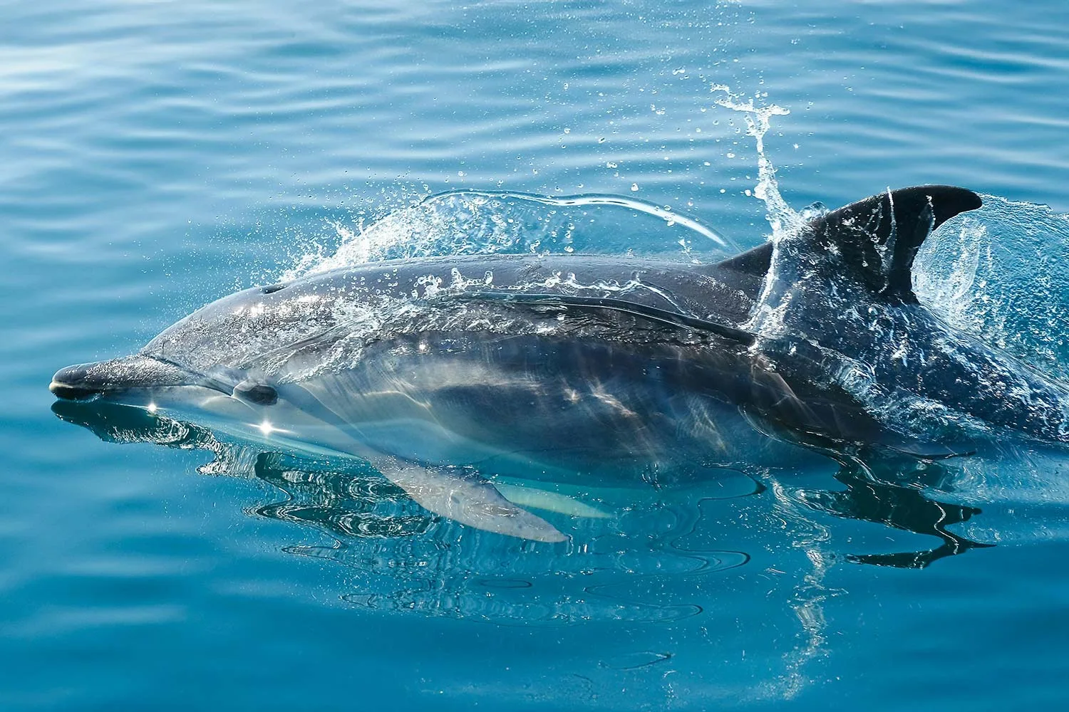Dolphin, by Joe Boyne