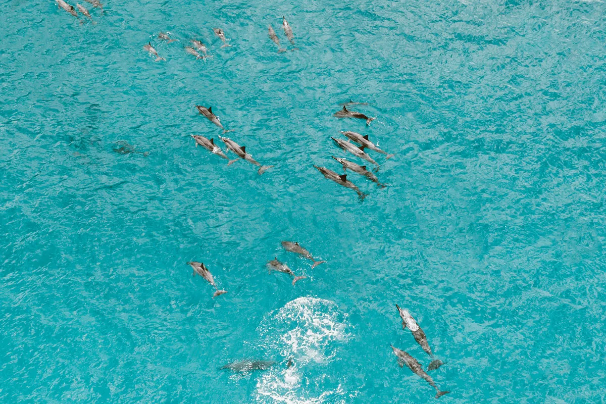 School of dolphins by Jess Vide