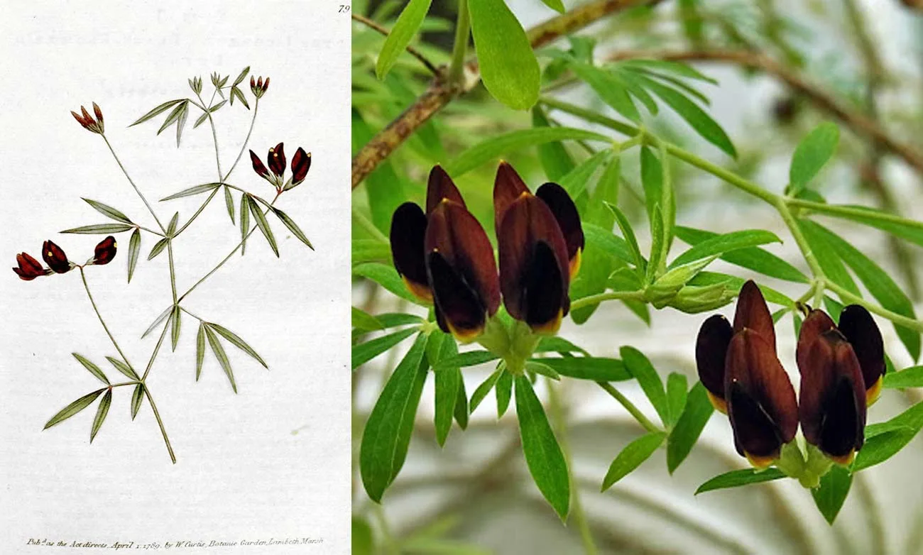 Lotus jacobaeus - Cape Verdean black lotus