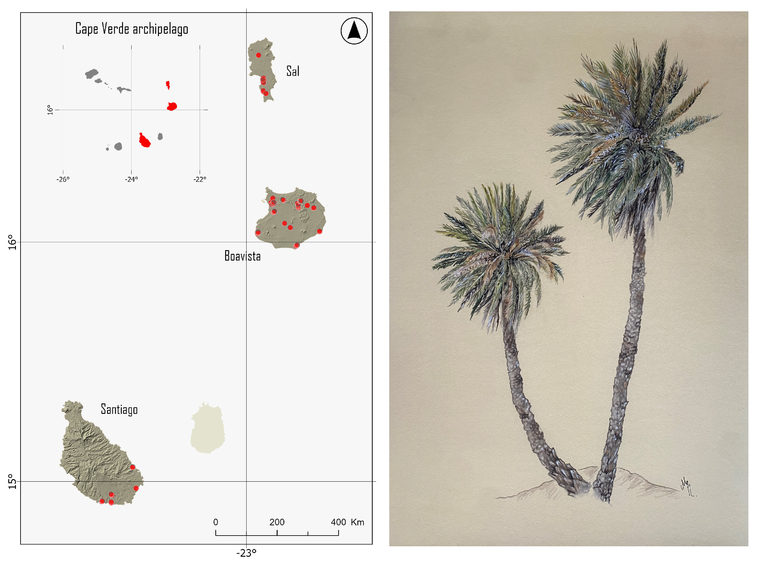 Map showing sample locations of palms collected from three islands in Cape Verde: Sal, Boavista, and Santiago (left). Drawing of P. atlantica by Guacimara Arbelo Ramírez (right); from: A Comparative Genetic Analysis of Phoenix atlantica in Cape Verde, DOI:10.3390/plants13162209