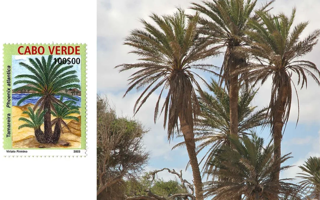 Phoenix Atlantica: The Unique Capeverdean Date Palm
