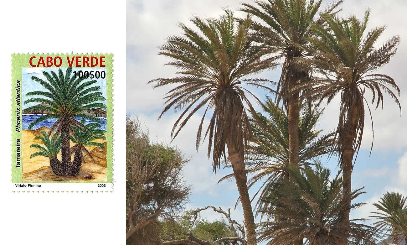 Phoenix atlantica - Cape Verdean date palm