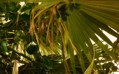 Sal’s Endemic Flora: Botanical Survival on a Desert Island