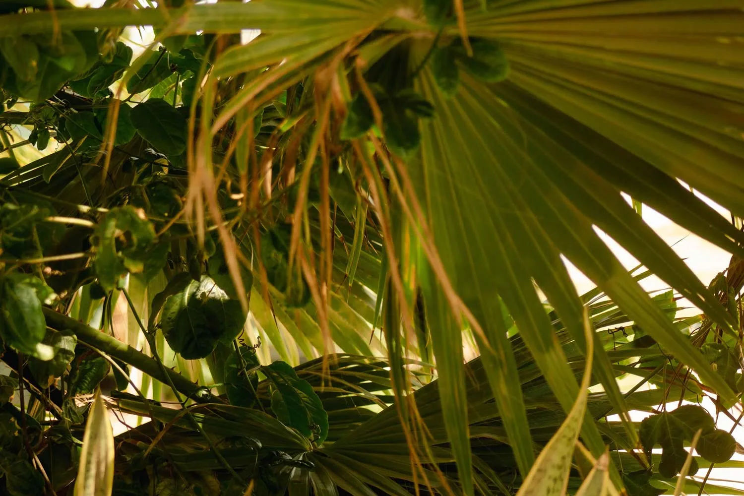 Plants on Sal Island