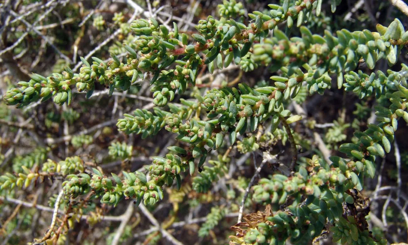 Suaeda vermiculata Caboverdeana