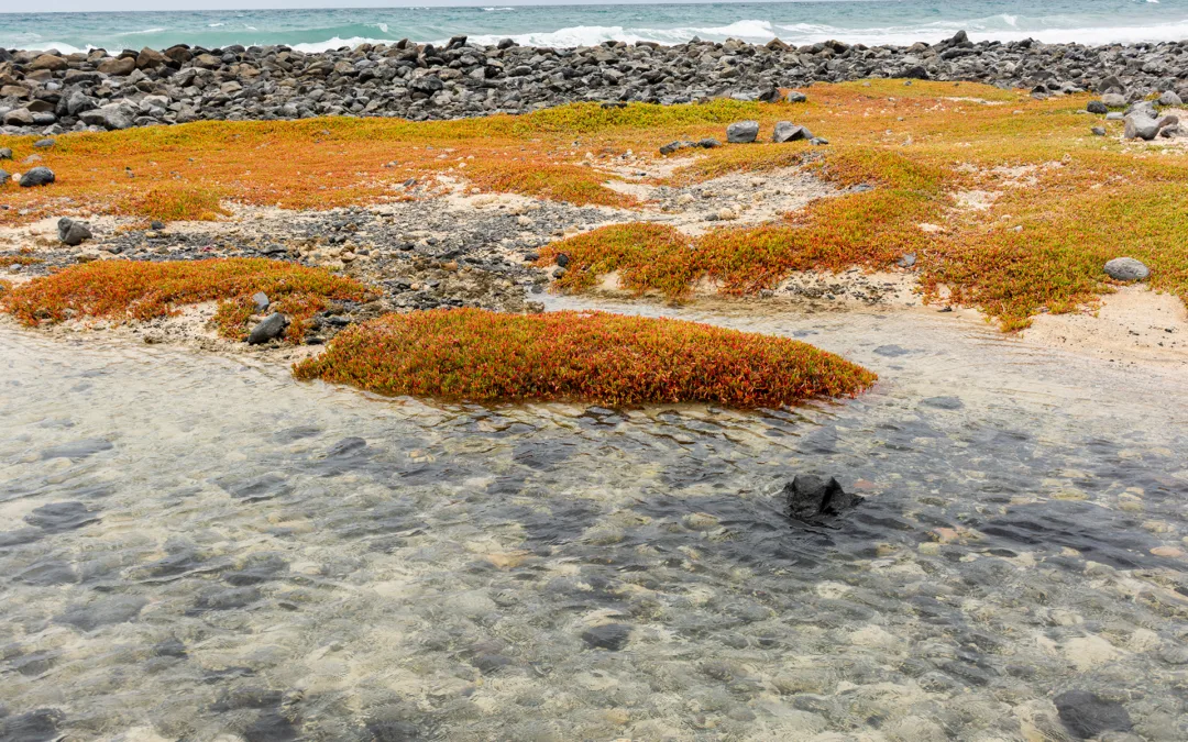 All The Natural Wonders: Amazing Ecosystem of Sal