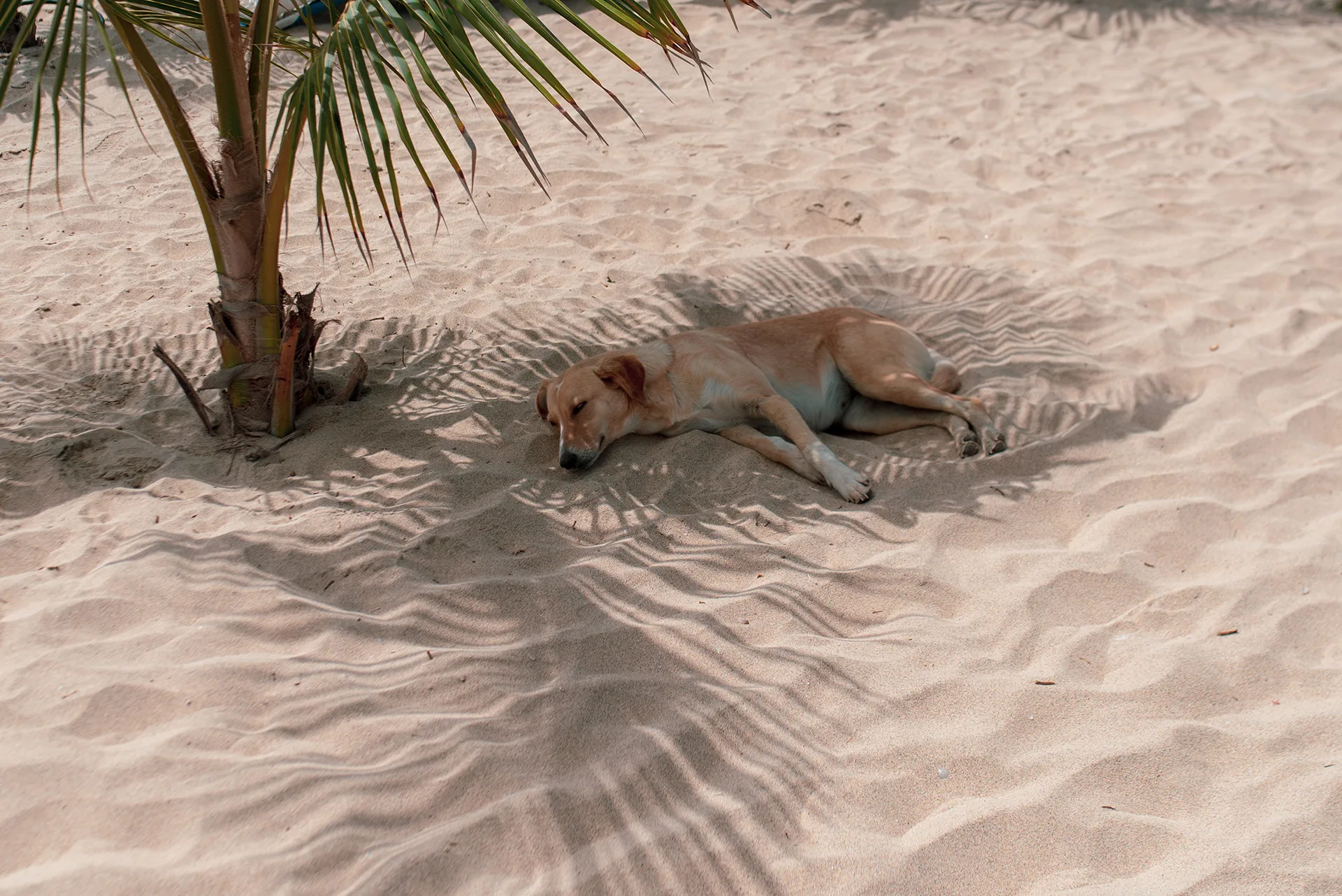 <br />
46<br />
A friendly dog  sleeps on the beach in Santa Maria, Sal