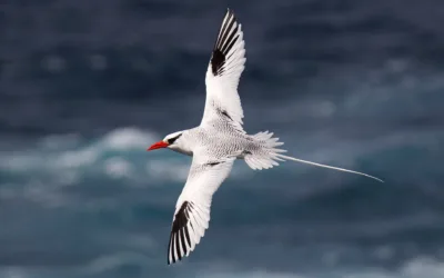 Red-billed Tropicbird, or Rabo-de-junco “tail of the rush”