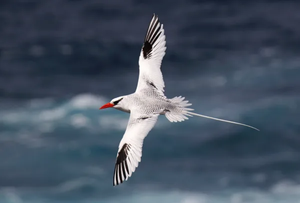 Red-billed Tropicbird, Phaethon aethereus