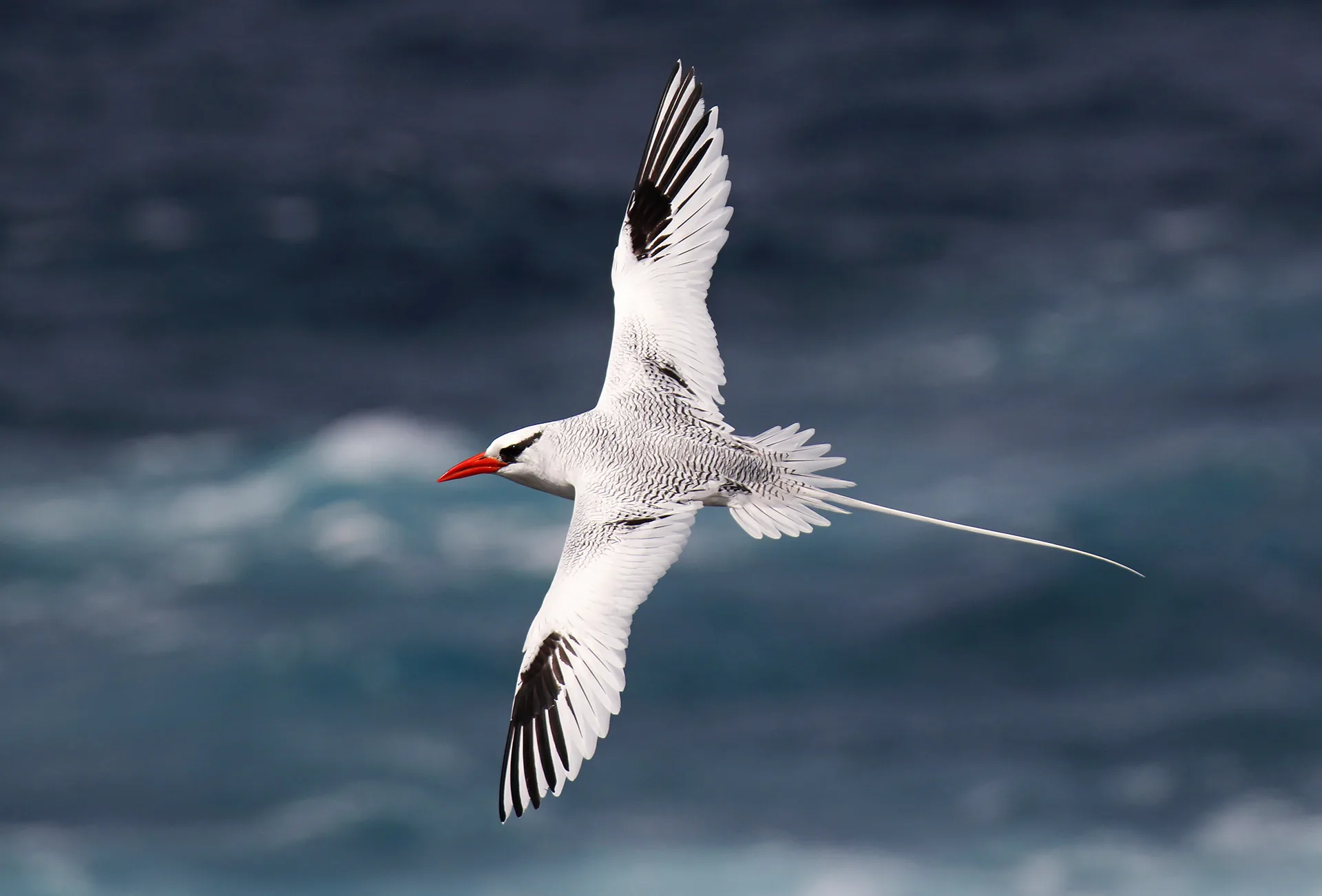 Red-billed Tropicbird, Phaethon aethereus