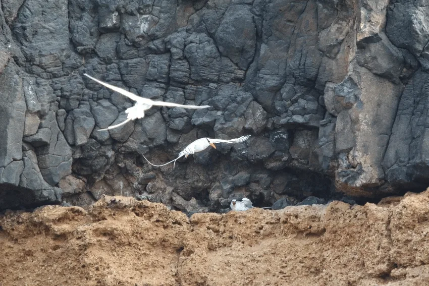 Red-billed tropicbirds at a sea cliff, São Nicolau, 6 th February 2016 (photo by S. Martins).