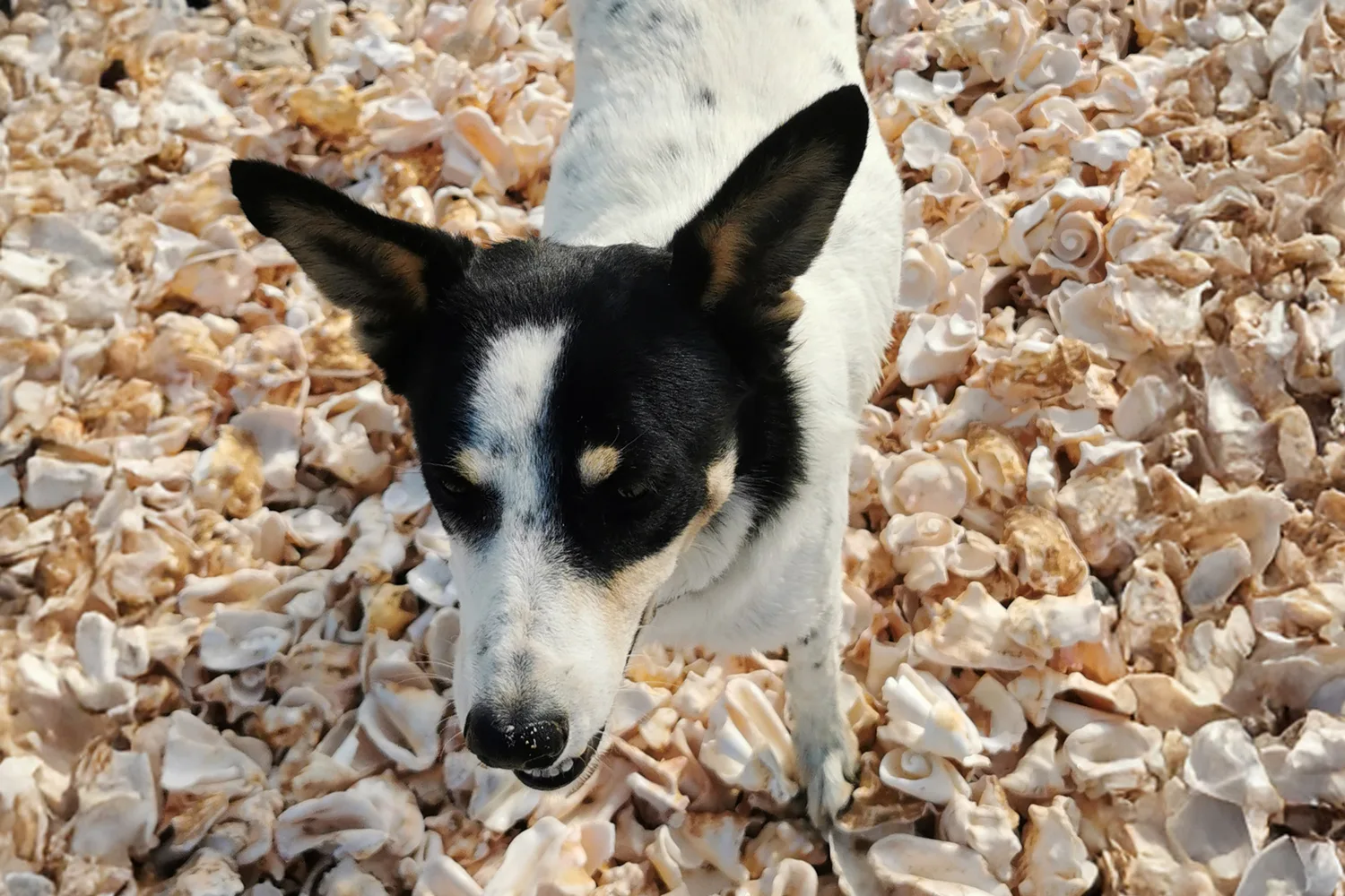 Stray dog, Shell Cemetery Beach, Sal, Cape Verde