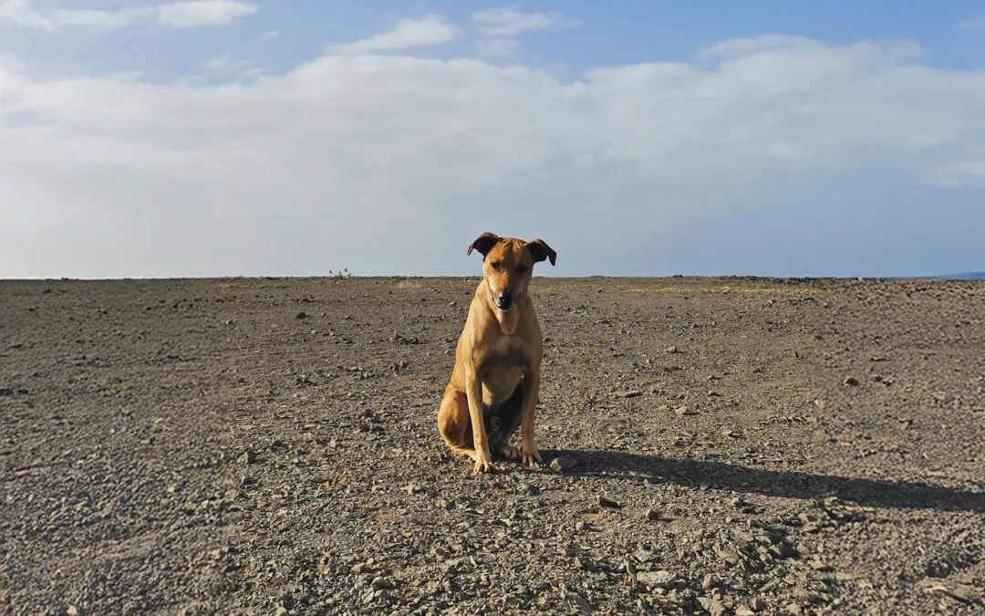 Cape Verdean Dogs: from Caravels to Creole Companions