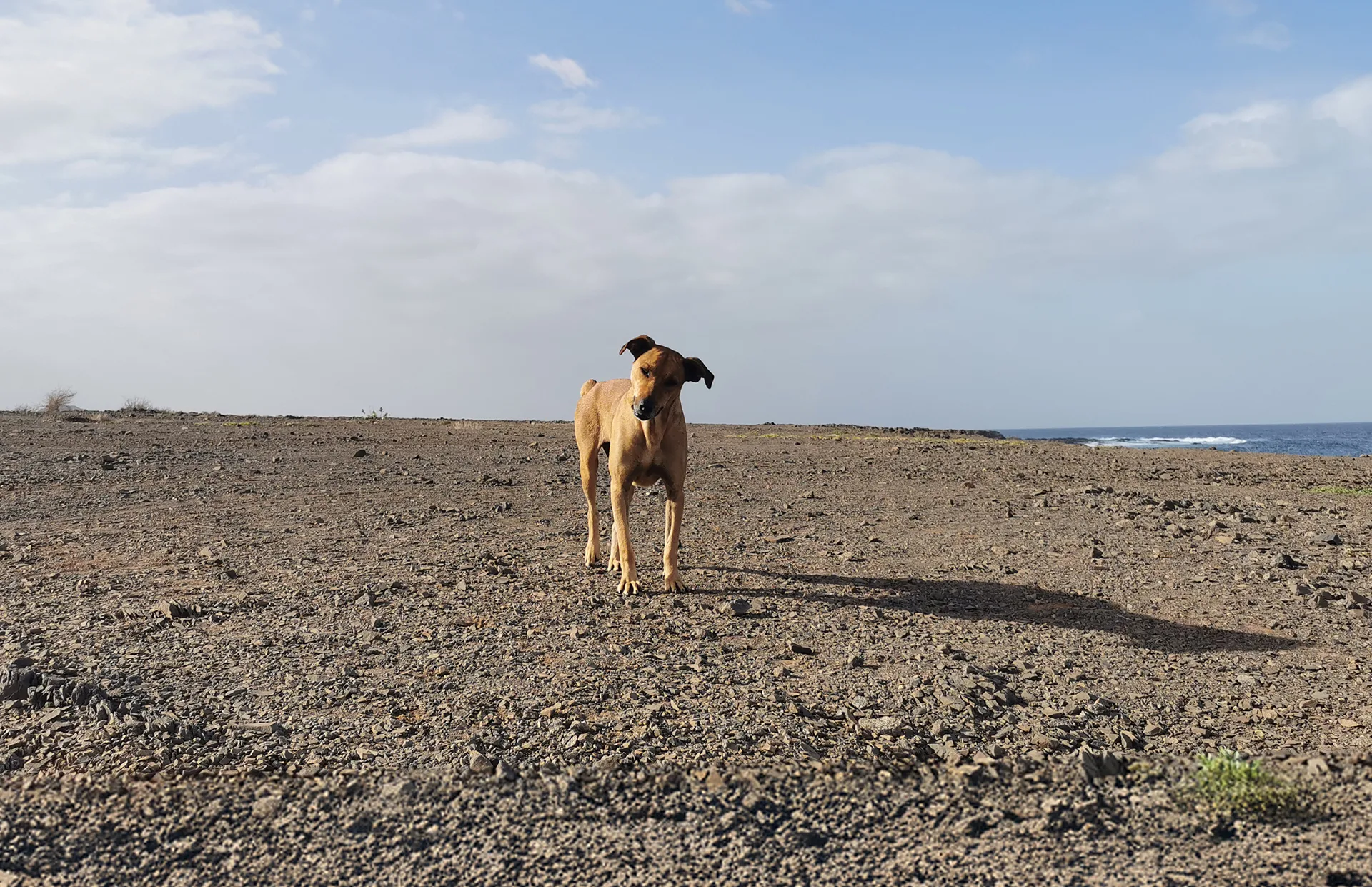 Dog sleeping in the marina of Palmeira, Sal Island, Cape Verde