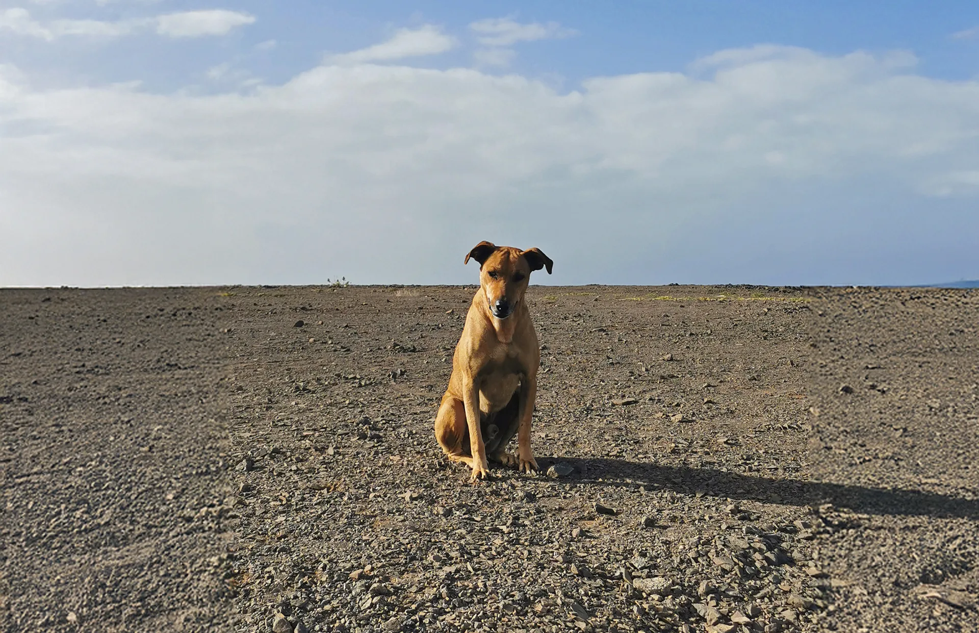 Stray dog on Sal Island