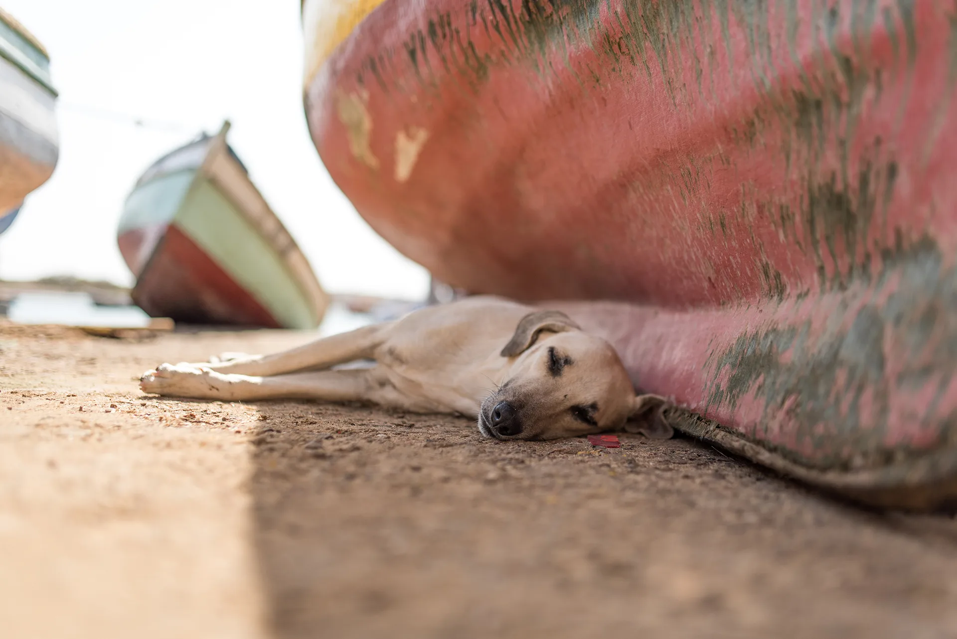 Red-billed Tropicbird, Phaethon aethereus