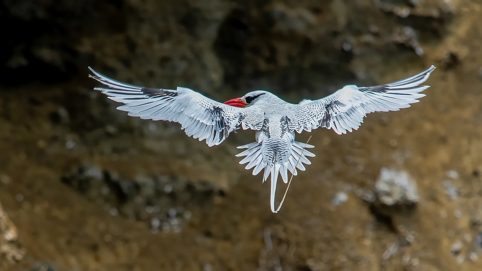 The red-billed tropicbird (Phaethon aethereus)