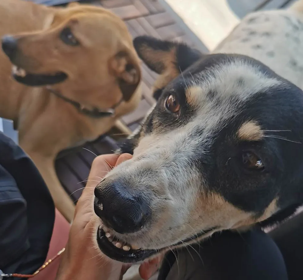Dogs helping us write articles, Santa Maria, Sal, Cape Verde